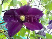 Clematis hybriden Warszawska Nike Клематис гибридный Варшавская Найк 2 (слабая) 2 ltr &#8364; 6,04 453,21р..jpg