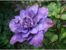 Clematis hybriden Vyvyan Pennell Клематис гибридный Вивиан Пеннелл 2 (слабая) 2 ltr &#8364; 6,04 453,21р..jpg