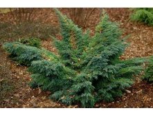 86,7.  Juniperus squamata Hunnetorp_P9 15-20.jpg