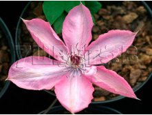 Clematis hybriden Bieszczady Клематис гибридный Бешчады 3 (сильная) 2 ltr &#8364; 6,04 453,21р..jpg