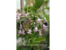 Clematis heracleifolia Pink Dwarf Клематис борщевиколистный Пинк Дварф 3 (сильная) 2 ltr &#8364; 6,57 492,58р..jpg