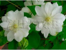 Clematis hybriden Duchess of Edinburgh Клематис гибридный Дачес оф Эдинбург 2 (слабая) 2 ltr &#8364; 6,04 453,21р..jpg