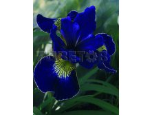 Iris sibirica Golden Edge     &#8364; 0,77 56,21..jpg