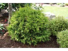  Thuja occidentalis Woodwardii-94,10.jpg