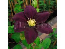Clematis hybriden The Vagabond Клематис гибридный Зе Вагабонд 2 (слабая) 2 ltr &#8364; 6,04 453,21р..jpg