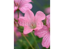 Geranium endressii Wargrave Pink Герань Эндресса Варгрейв Пинк &#8364; 0,77 56,21руб..jpg