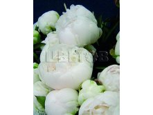 Paeonia lactiflora Avalanche Пион молочноцветковый Эвеланч &#8364; 3,11 227,03руб..jpg