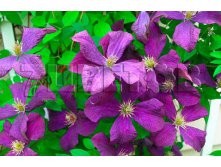 Clematis hybriden Jackmani Клематис гибридный Жакманна 3 (сильная) 2 ltr &#8364; 6,04 453,21р..jpg