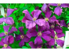 Clematis hybriden Jackmani    3 () 2 ltr &#8364; 6,04 453,21..jpg