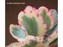    ( Kalanchoe fedtschenko) -   