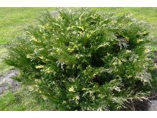  Juniperus sabina Variegata 3 30-40-4,58.jpg
