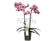 Фаленопсис мультицветковый Свит Редлип 2ств. 12х50. 942,9 руб.jpg