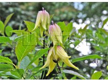 Clematis alpina Lemon Beauty Клематис альпийский Лемон Бьюти 1 (без обрезки) 2 ltr &#8364; 6,57 492,58р..jpg