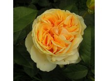 Rosa tea hybrid Candlelight.jpg