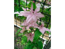 Clematis hybriden Hagley Hybrid Клематис гибридный Хагли Хибрид 3 (сильная) 2 ltr &#8364; 6,04 453,21р..jpg