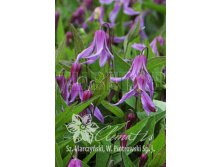 Clematis integrifolia Hanajima Клематис цельнолистный Ханайима 3 (сильная) 2 ltr &#8364; 6,04 453,21р..jpg