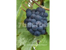 Vitis vinifera Incana    2 ltr &#8364; 6,70 502,71..jpg