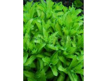 Sedum Beka Autumn Delight Седум Бека Отомн Делайт &#8364; 1,36 99,28руб..jpg