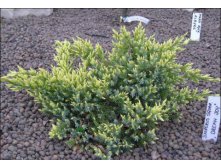 92.  Juniperus squamata Dream Joy.jpg