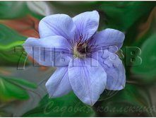 Clematis hybriden Laura Клематис гибридный Лаура 2 (слабая) 2 ltr &#8364; 6,04 453,21р..jpg