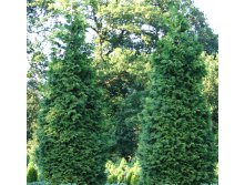 92.  Thuja plicata Excelsa_P9.jpg