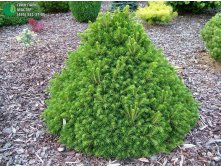 134,2.  Picea abies Tompa_P10,5 rond.jpg