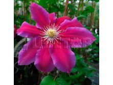Clematis hybriden Hania Клематис гибридный Хания 2 (слабая) 2 ltr &#8364; 6,04 453,21р..jpg