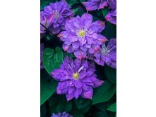 Clematis hybriden Blue Explosion Клематис гибридный Блю Эксплоужн 2 (слабая) 2 ltr &#8364; 6,57 492,58р..jpg