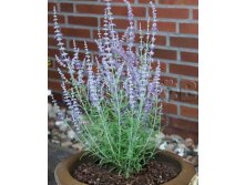 Perovskia atriplicifolia Lacey Blue    &#8364; 1,57 114,61..jpg