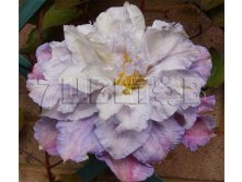 Clematis hybriden Veronicas Choice Клематис гибридный Вероника Чойс 2 (слабая) 2 ltr &#8364; 6,57 492,58р..jpg