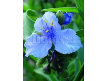 Tradescantia andersoniana Ocean Blue Традесканция Андерса Океан Блю &#8364; 1,10 80,30руб..jpg