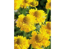 Helenium Double Trouble Гелениум Дабл Трабл &#8364; 0,96 70,08руб..jpg