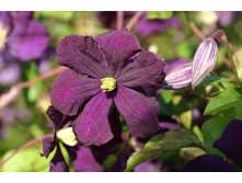 Clematis viticella Etoile Violette Клематис фиолетовый Этуаль Виолетт 3 (сильная) 2 ltr &#8364; 6,04 453,21р..jpg