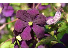 Clematis viticella Etoile Violette     3 () 2 ltr &#8364; 6,04 453,21..jpg