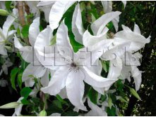 Clematis hybriden Beautiful Bride Клематис гибридный Бьютифул Брайд 2 (слабая) 2 ltr &#8364; 6,04 453,21р..jpg