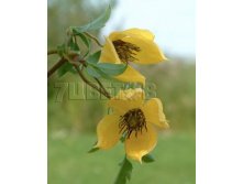 Clematis tangutica Bill MacKenzie Клематис тангутский Билл Маккензи 3-2 (скорее сильная) 2 ltr &#8364; 6,04 453,21р..jpg