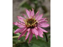 Echinacea purpurea Doppeldecker Эхинацея пурпурная Доппельдекер &#8364; 0,97 70,81руб..jpg