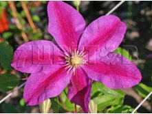 Clematis hybriden Sunset Клематис гибридный Сансет 2 (слабая) 2 ltr &#8364; 6,04 453,21р..jpg
