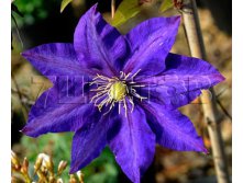 Clematis hybriden Daniel Deronda Клематис гибридный Даниель Деронда 2 (слабая) 2 ltr &#8364; 6,57 492,58р..jpg