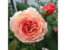 Rosa park A Shropshire Lad.jpg