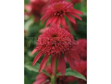 Echinacea DS Cranberry Эхинацея Кренберри &#8364; 2,59 189,07руб..jpg
