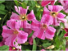 Clematis viticella Krakowiak Клематис фиолетовый Краковяк 3 (сильная) 2 ltr &#8364; 6,57 492,58р..jpg