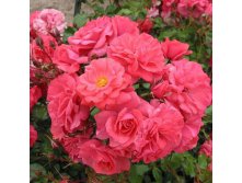 Rosa floribunda Bad Birnbach.jpg