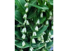 Polygonatum x hybr Striatum Купена гибридная Стриатум &#8364; 1,39 101,47руб..jpg