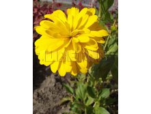 Rudbeckia laciniata Goldquelle Рудбекия рассеченная Голдквелли &#8364; 1,18 86,14руб..jpg