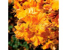 Azalea knap hill Golden Lights  -   -27C 5 ltr 50-60 &#8364; 14,56 1 092,11..jpg