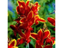 Canna Lucifer RedКанна Люцифер &#8364; 0,84 61,32 &#8381;.jpg