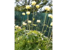 Trollius x cultorum Cheddar Купальница культурная Чеддар &#8364; 1,65 120,45руб..jpg