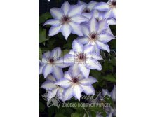 Clematis hybriden Misayo Клематис гибридный Мисаё 2 (слабая) 2 ltr &#8364; 6,57 492,58р..jpg