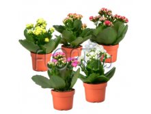 Каланхое Календива микс 6х12. 84,21 руб.jpg